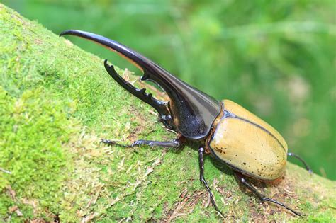 where are hercules beetles found