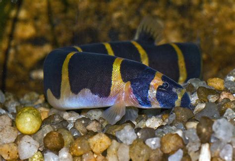 where are kuhli loaches found