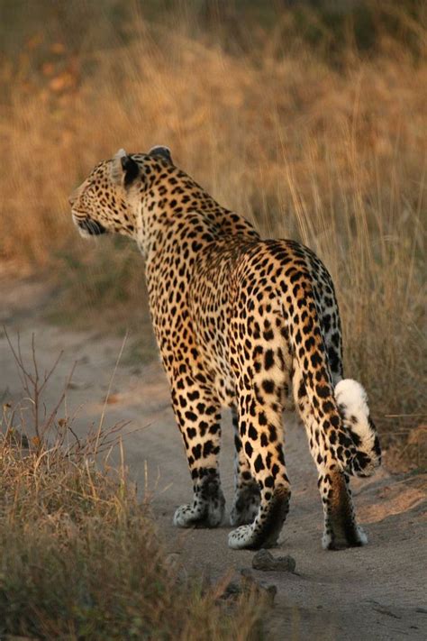 where are leopards native