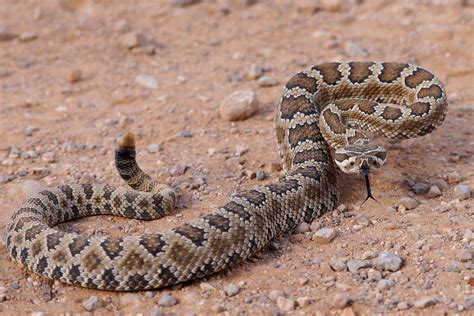 where are mojave rattlesnakes found
