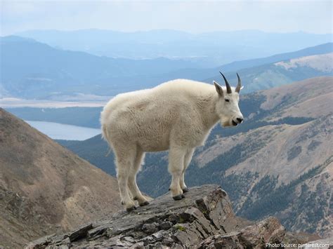 where are mountain goats found