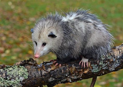 where are opossums found
