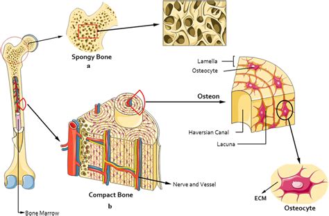 where are osteocytes located in spongy bone