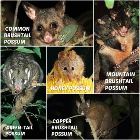 where are possums found