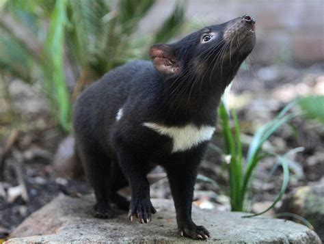 where are tasmanian devils being reintroduced