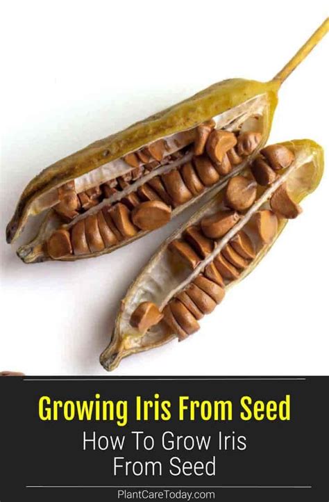 where are the seeds on an iris
