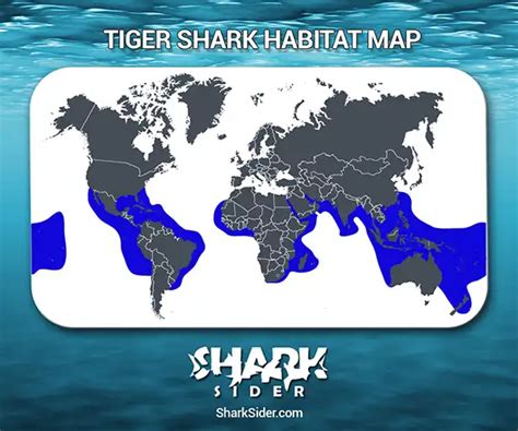 where are tiger sharks located