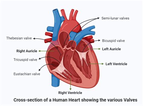 Where Are Valves Present
