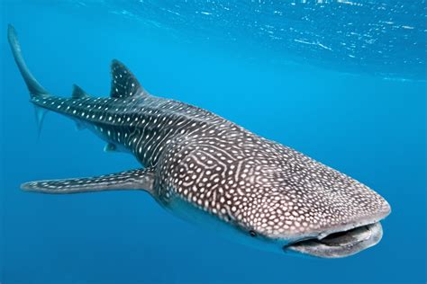 where are whale sharks located