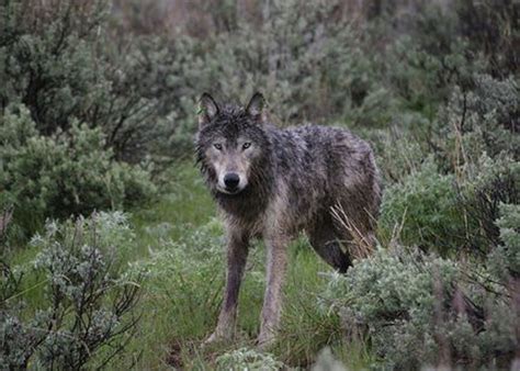 where are wolves in oregon