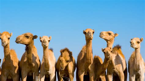 where camels live