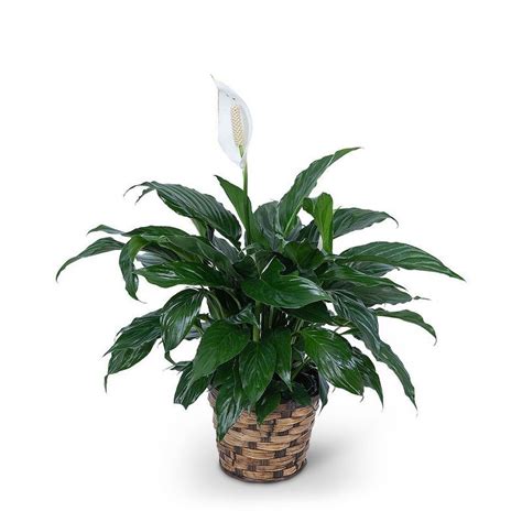 where can i buy a peace lily nearby