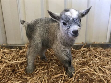 where can i buy a pygmy goat