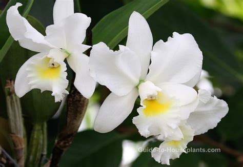 where can i buy cattleya orchids near me