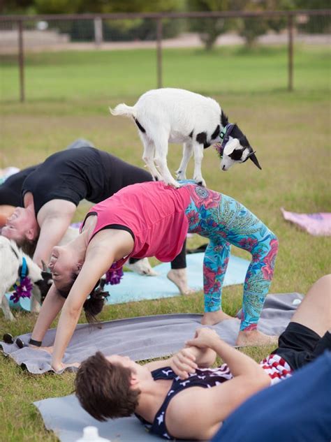 where can i do goat yoga