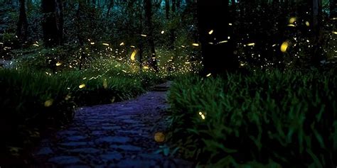 where can i see fireflies near toronto