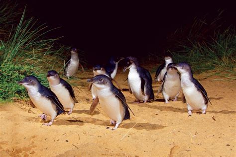 where can i see penguins in melbourne