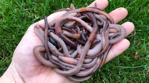 where can you buy earthworms