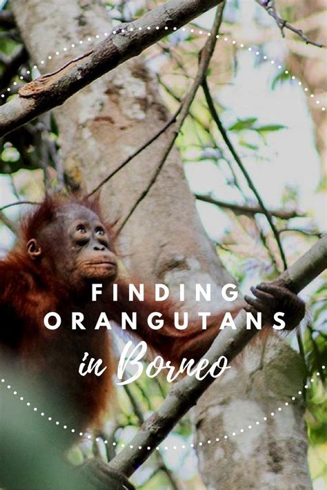 where can you find orangutans