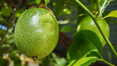 where did passion fruit come from