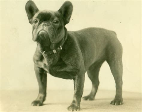 where did the french bulldog originate
