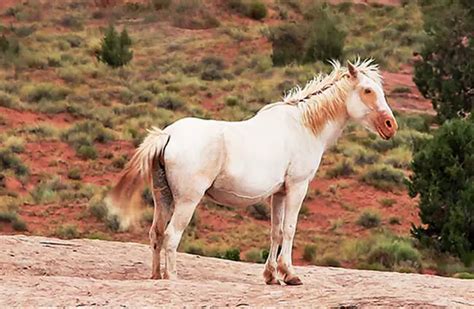 where did the mustang horse originate