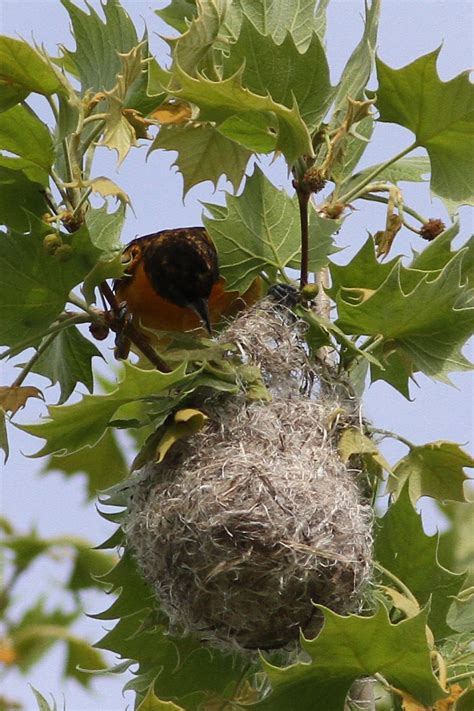 where do baltimore orioles nest