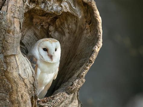 where do barn owls live habitat