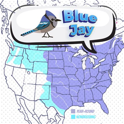 where do blue jays live map