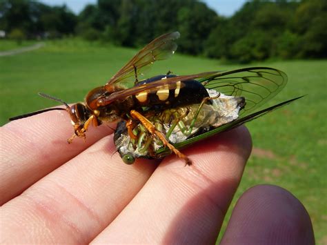 where do cicada killer wasps live