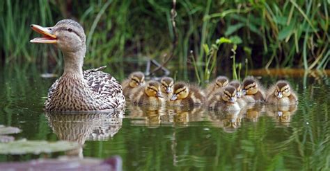 Discover 8 Insights where do ducks sleep unveiling their night habits