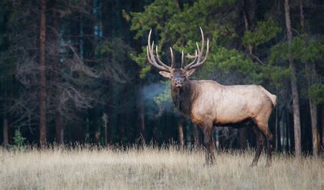 Discover the Expansive Territories: Where do Elk Roam?