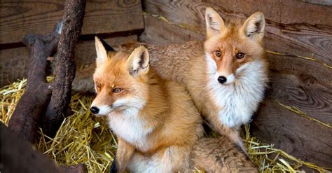 The Ultimate Guide to Where Foxes Live: Uncovering Their Habitat Secrets