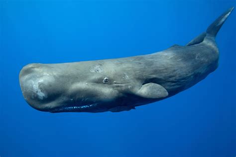 where do galapagos sperm whales live