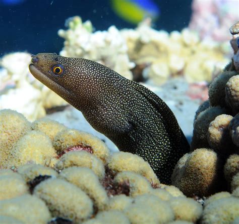 where do moray eels live