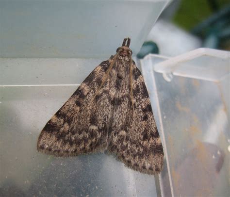 Where Do Moths Hide In Bedroom