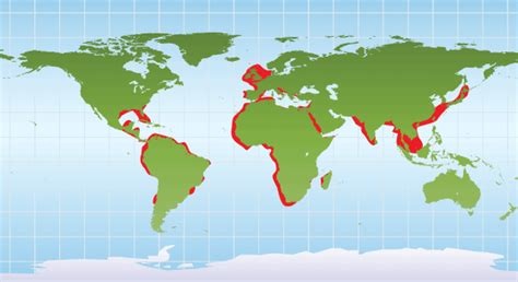 Where Do Octopus Live Map