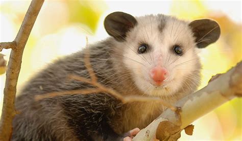 where do opossums actually live