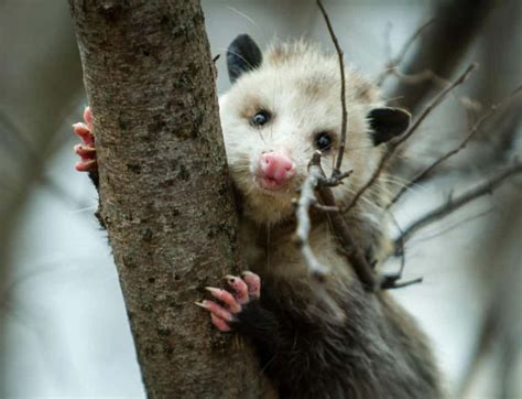 where do opossums live in winter