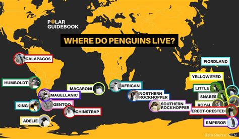 where do penguins live in australia