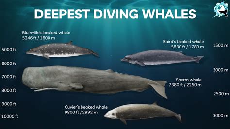 where do sperm whales live