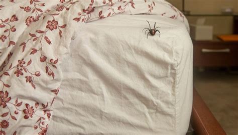 Where Do Spiders Hide In Your Bedroom