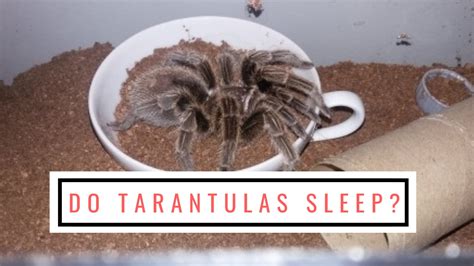 Where Do Tarantulas Sleep