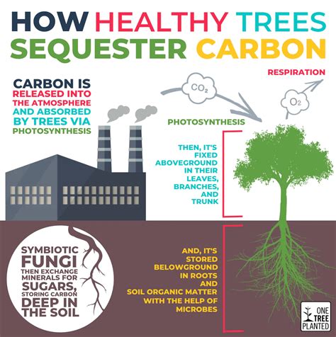 Where Do Trees Absorb Carbon