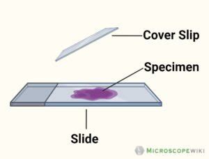 Where Do Used Microscope Slides Go