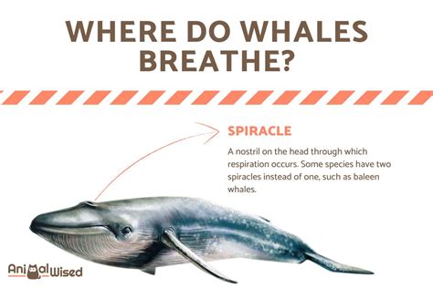 where do whales breathe