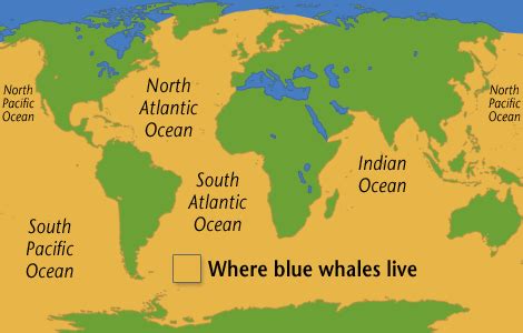 where do whales live for kids