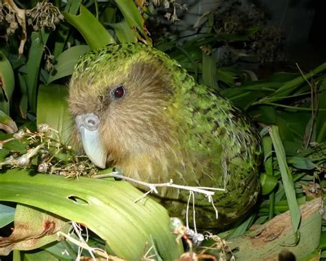 where does a kakapo live