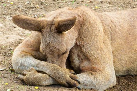 where does a kangaroo sleep