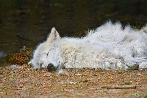 where does a wolf sleep